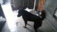 ROTT