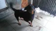 ROTT