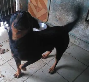 Cachorro raça Rottweiler idade 1 ano nome ROTT