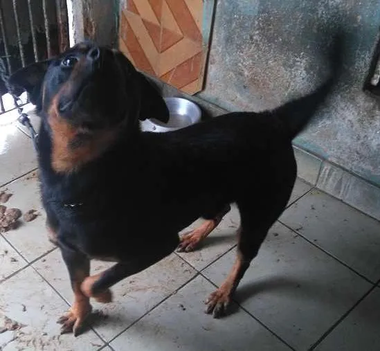 Cachorro ra a Rottweiler idade 1 ano nome ROTT