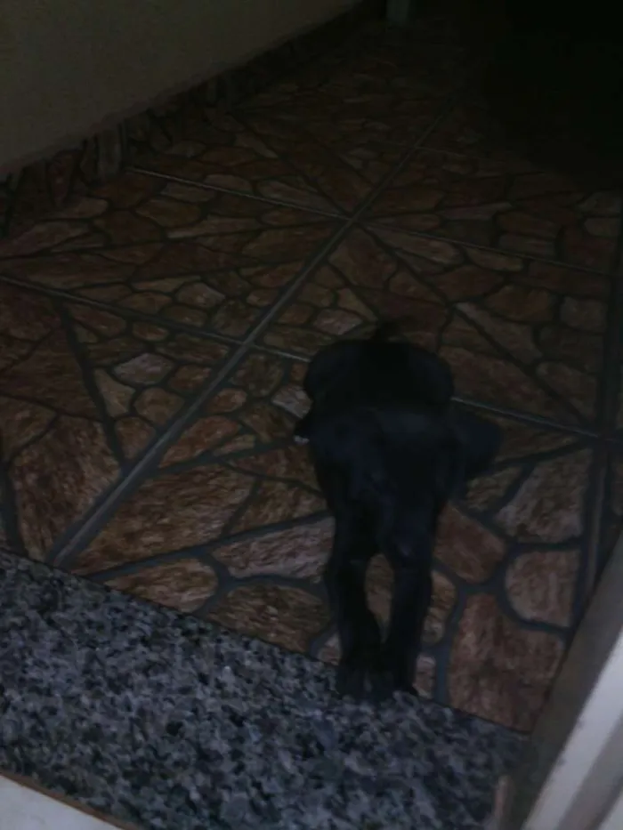 Cachorro ra a não sei idade 2 a 6 meses nome Safira