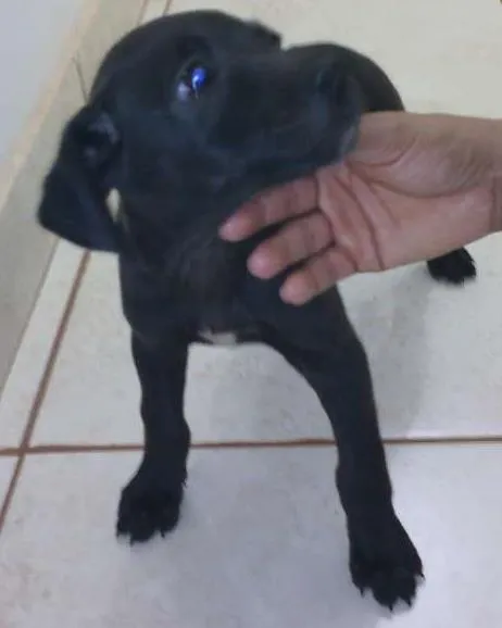 Cachorro ra a não sei idade 2 a 6 meses nome Safira