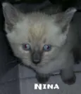 Nina
