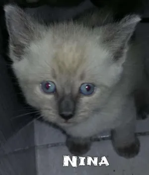 Gato raça SRD idade Abaixo de 2 meses nome Nina