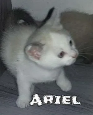 Gato raça SRD idade Abaixo de 2 meses nome Ariel