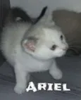 Ariel
