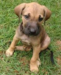 Cachorro raça SRD idade 2 a 6 meses nome sem nome