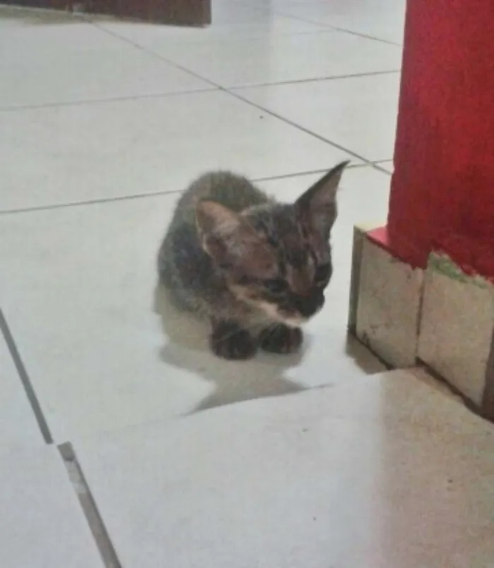 Gato raça Street cat idade Abaixo de 2 meses nome Farofa