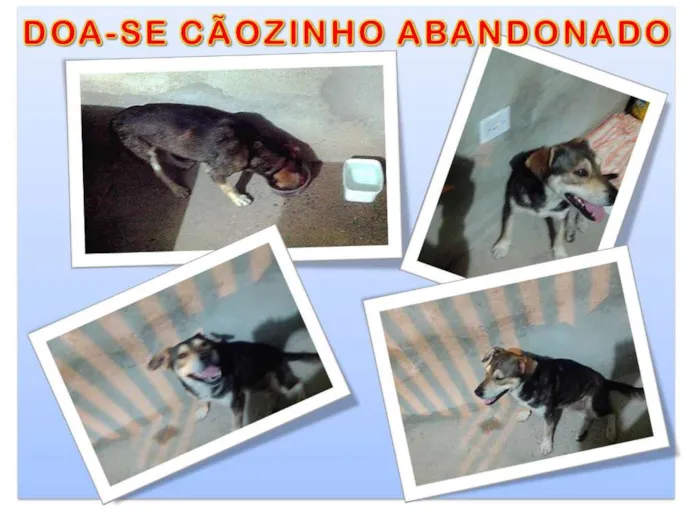 Cachorro ra a não definida idade 2 anos nome vitório