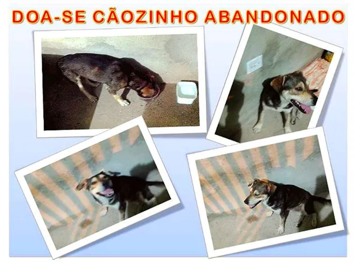 Cachorro ra a não definida idade 2 anos nome vitório
