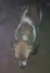 Cachorro raça Bigou com viralata idade 1 ano nome Princesa