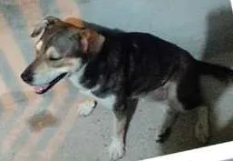 Cachorro ra a não definida idade 2 anos nome vitório