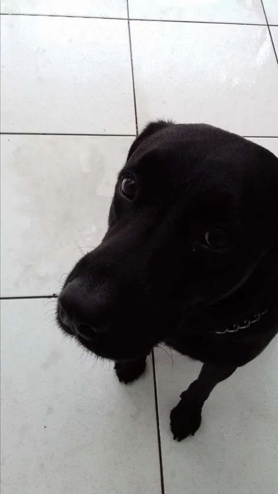 Cachorro ra a mestiça idade 4 anos nome malaika