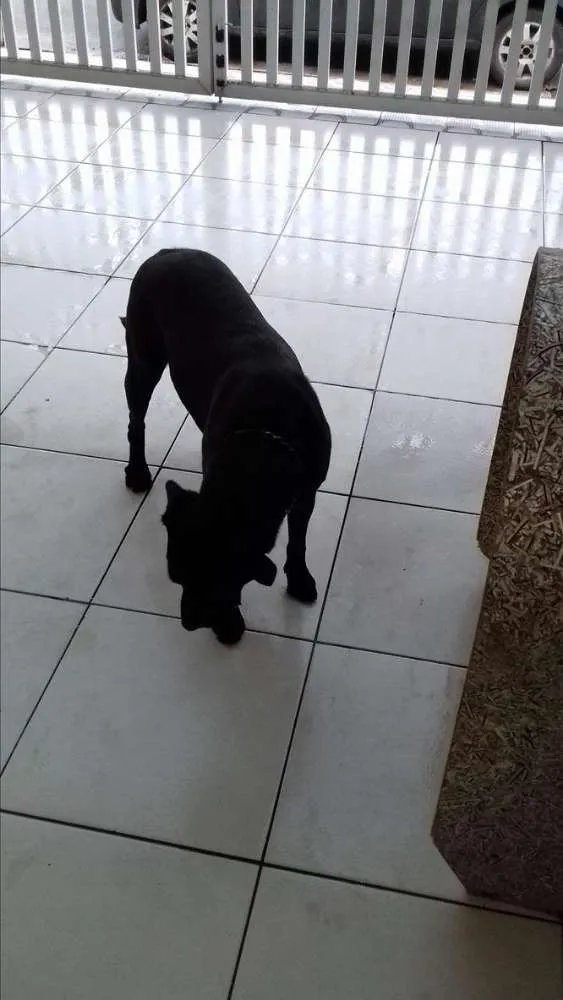 Cachorro ra a mestiça idade 4 anos nome malaika