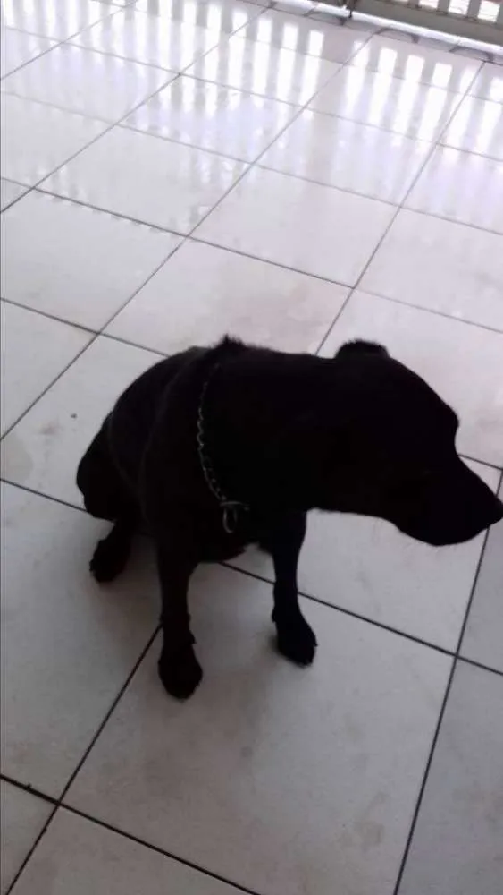 Cachorro ra a mestiça idade 4 anos nome malaika