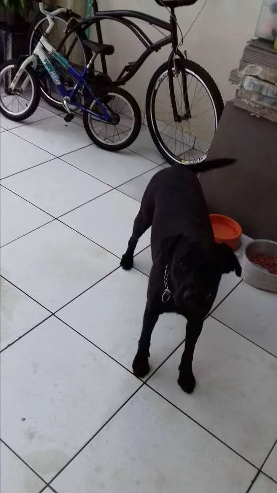 Cachorro ra a mestiça idade 4 anos nome malaika