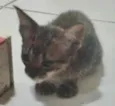 Farofa