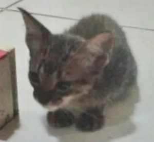 Gato raça Street cat idade Abaixo de 2 meses nome Farofa