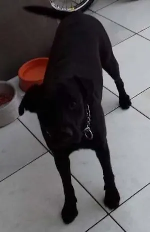 Cachorro raça mestiça idade 4 anos nome malaika