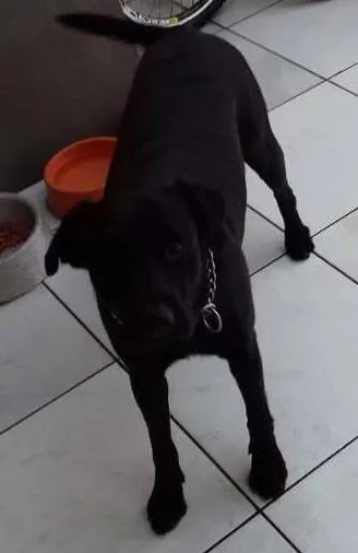 Cachorro ra a mestiça idade 4 anos nome malaika