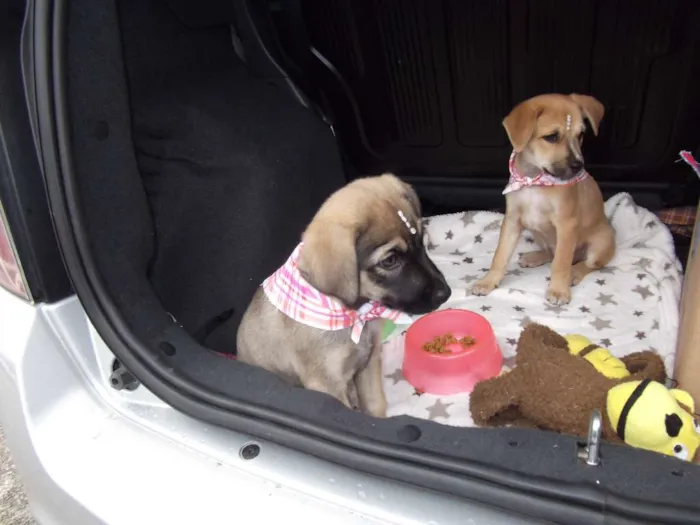 Cachorro ra a Vira Lata idade 2 a 6 meses nome Valquírias