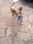 POTÓ