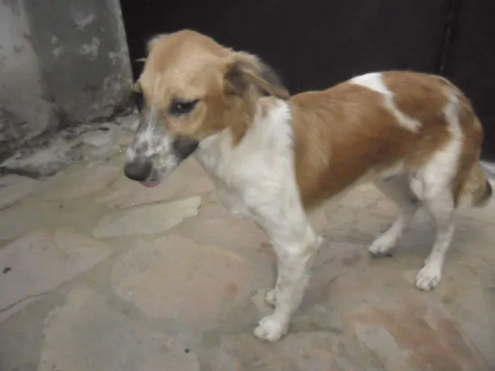 Cachorro ra a SRD idade 7 a 11 meses nome POTÓ