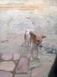 POTÓ