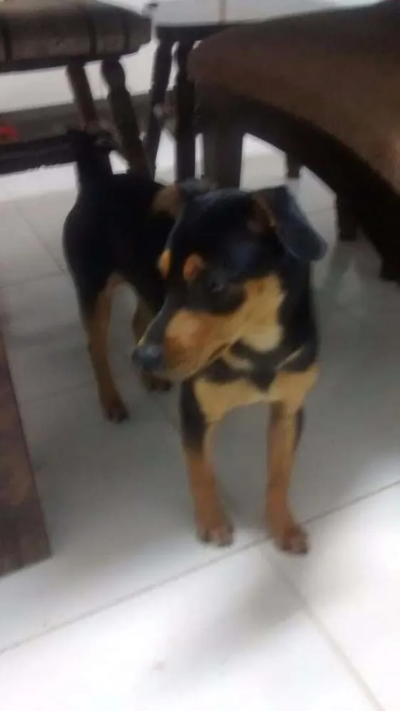 Cachorro ra a Sem raça definida idade 7 a 11 meses nome Ainda nao tem