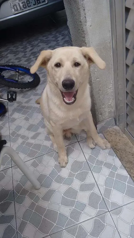 Cachorro ra a Labrador misturado idade 2 a 6 meses nome Max