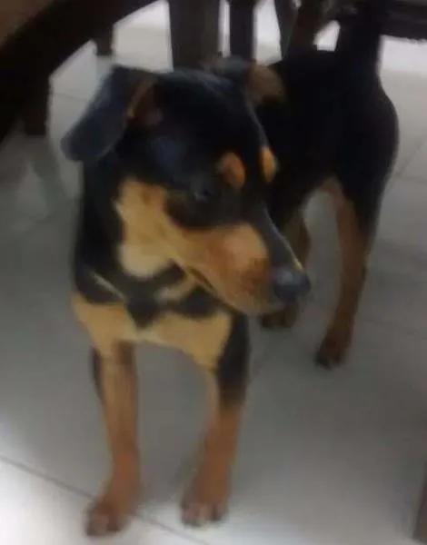 Cachorro ra a Sem raça definida idade 7 a 11 meses nome Ainda nao tem
