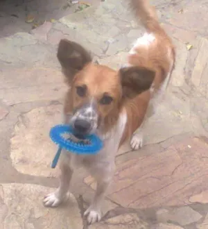 Cachorro raça SRD idade 7 a 11 meses nome POTÓ