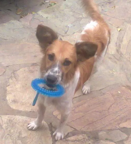 Cachorro ra a SRD idade 7 a 11 meses nome POTÓ