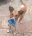POTÓ