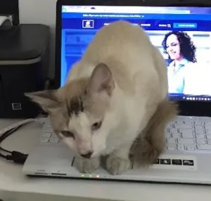 Gato raça Sialata idade 1 ano nome Nhenhel