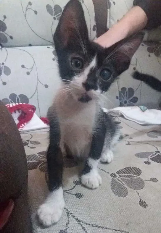 Gato ra a Sem raça idade 2 a 6 meses nome Sem nome