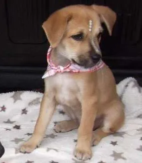Cachorro ra a Vira Lata idade 2 a 6 meses nome Valquírias