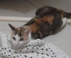 Gato raça Sem raça definida idade 1 ano nome Mocinha