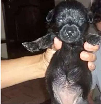 Cachorro ra a SRD idade Abaixo de 2 meses nome Nicky