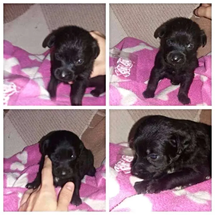 Cachorro ra a SRD idade Abaixo de 2 meses nome Nicky