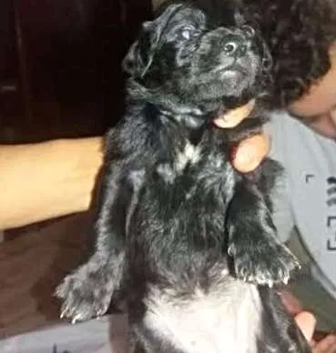 Cachorro ra a SRD idade Abaixo de 2 meses nome Nutella