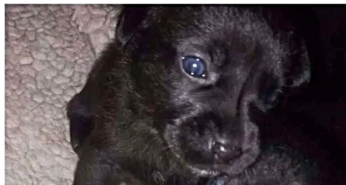 Cachorro ra a SRD idade Abaixo de 2 meses nome Nutella