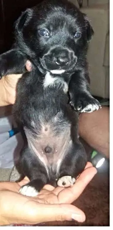 Cachorro ra a SRD idade Abaixo de 2 meses nome Logan