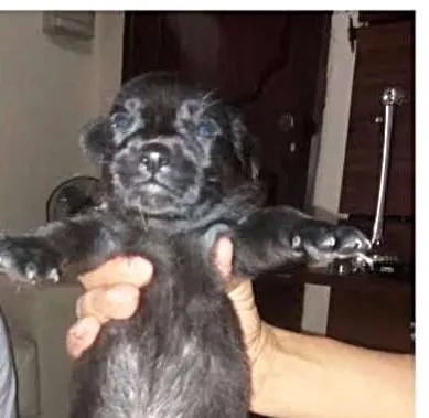 Cachorro ra a srd idade 2 a 6 meses nome Teddy