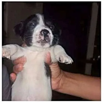 Cachorro ra a SRD idade Abaixo de 2 meses nome Flocos