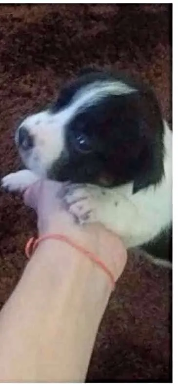 Cachorro ra a SRD idade Abaixo de 2 meses nome Flocos