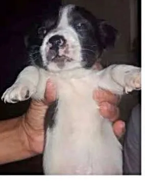 Cachorro ra a SRD idade Abaixo de 2 meses nome Flocos