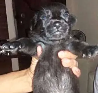 Cachorro ra a srd idade 2 a 6 meses nome Teddy