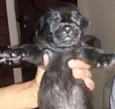 Teddy