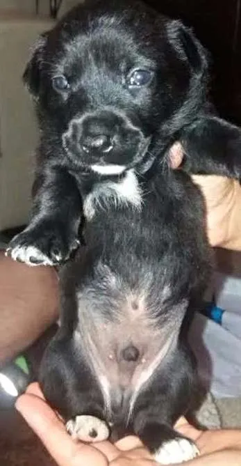 Cachorro ra a SRD idade Abaixo de 2 meses nome Logan